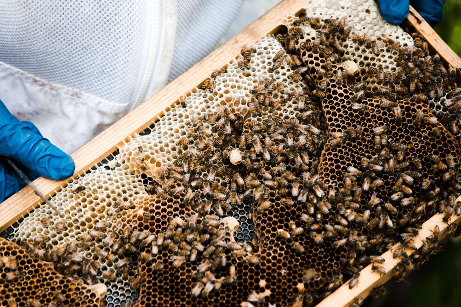 n-clw-bees1.jpeg
